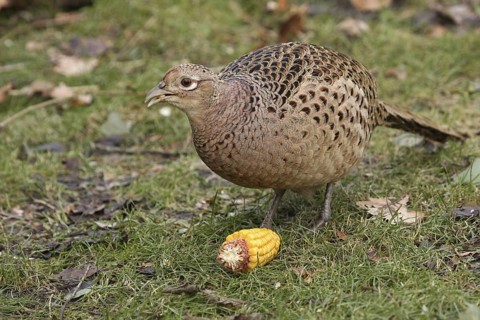 Common Pheasant (Phasianus colchicus) female, Lower Saxony, Germany