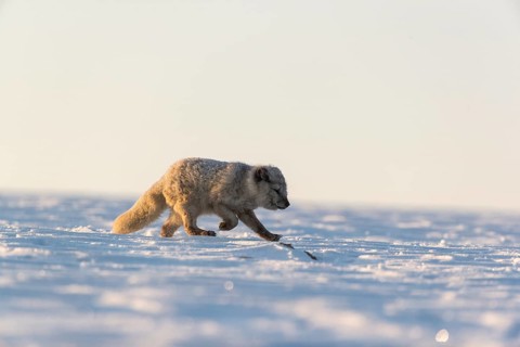 One arctic fox (Vulpes lagopus), (white fox, polar fox, or snow fox) running over a snow covered
