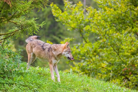 A eurasian gray wolf (Canis lupus lupus) stands on hilly terrain on a green meadow, shanking off
