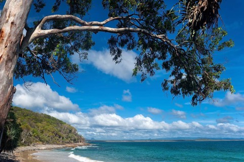 Eucalyptuses (Eucalyptus), tree, eucalyptus, flora, on the east coast, Queensland, Australia
