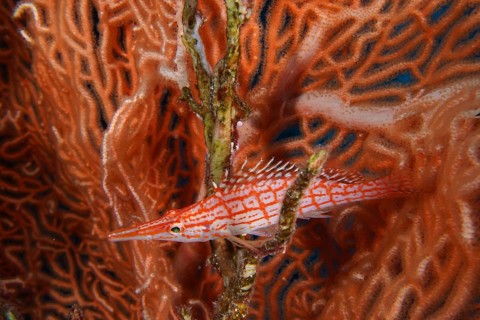 Long-snouted coral guard (Oxycirrhites typus)