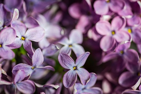 Close up of beautiful lilac flowers showcasing their delicate, vibrant petals in shades of purple