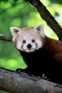Western Red panda (Ailurus fulgens), adult, on tree, portrait, Himalayas, Central Asia