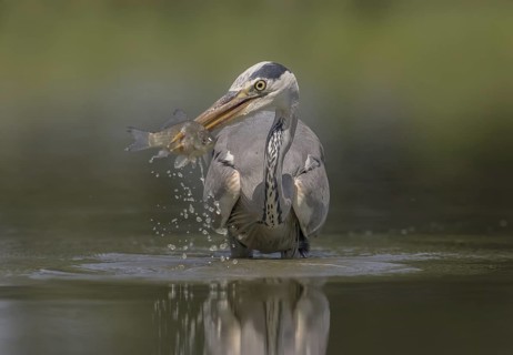 Grey Heron (Ardea cinerea) has impaled a fish, Hungary