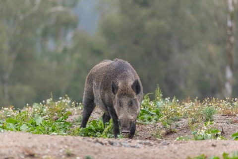 One adult wild boar or wild pig (Sus scrofa) searching for food on a flowering meadow in late