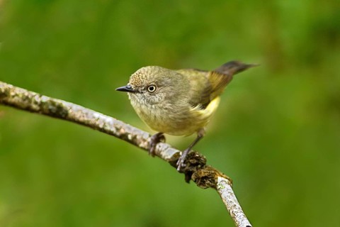 Mountain Thornbill (Acanthiza katherina), Queensland, Australia