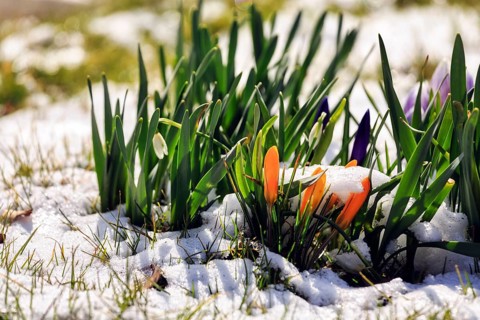 Crocus (Crocus vernus) in a meadow, remnants of snow, Weserbergland, Germany