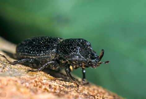 Headhorn Schröter, Rhinoceros stag beetle, Sinodendron cylindricum, beetle, insects, beetles