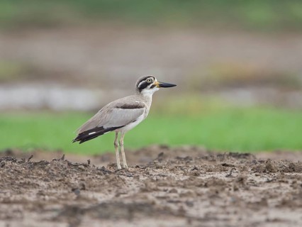 Great Stone-curlew (Esacus recurvirostris), Sri Lanka