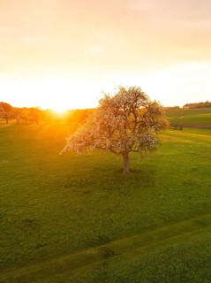 Blossoming tree in a meadow during a golden sunset, Gechingen, district of Calw, Black Forest,