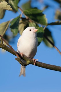 Canary (Serinus canaria, domestic form), white, escaped bird, North Rhine-Westphalia, Germany