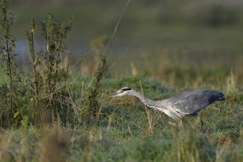 Grey heron (Ardea cinerea) hunting in a meadow, Lower Rhine, North Rhine-Westphalia, Germany