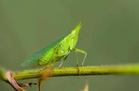 Dictyophara europaea, European lantern fly, European lantern bearer, lantern bearer, insects,