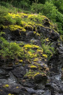 Crassulaceae, thick-leafed plants, sedum spec., Vogtland Switzerland, diabase, Elstertal, rocky