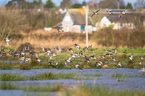 Eurasian Wigeon, (Mareca penelope) birds in flight over marshes