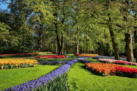 Blooming pink tulips flowerbeds in Keukenhof flower garden, also known as the Garden of Europe, one