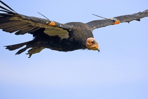 California Condor Gymnogyps californianus South Rim Grand Canyon, Arizona, United States 17 July