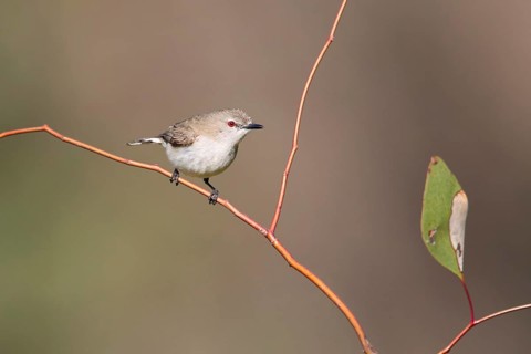 Western Gerygone (Gerygone fusca), New South Wales, Australia