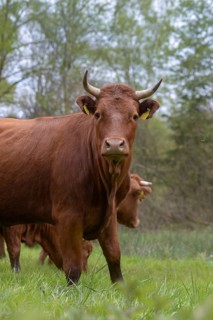 Artiodactyla, Bavaria, Bos Taurus sspec.5, cattle, even-toed ungulate, high-altitude cattle, Upper