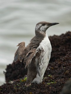 Common Murre (Uria aalge) juvenile, Schleswig-Holstein, Germany