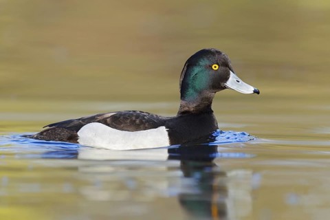 Tufted Duck (Aythya fuligula) male, Brandenburg, Germany