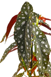 Leaf of tropical 'Begonia Maculata' houseplant with white dots isolated on white background
