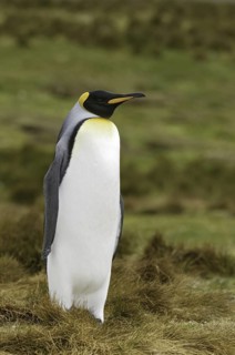 King Penguin (Aptenodytes patagonicus), Falkland Islands