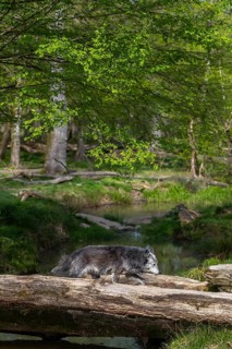 One Timberwolf, Canis lupus lycaon, walking over a fallen tree to cross a creek. Trees, creek and
