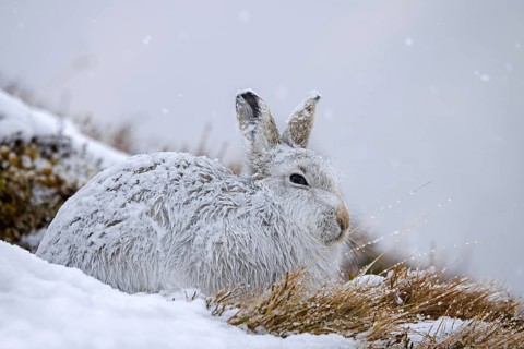 Mountain hare, alpine hare, snow hare (Lepus timidus) in white winter pelage resting in the hills