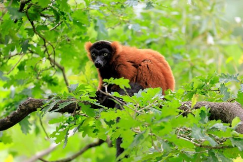 Red ruffed lemur (Varecia rubra), adult, on a tree, alert, Madagascar