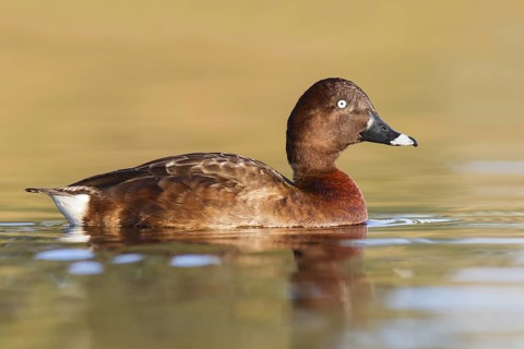 Hardhead (Aythya australis) male, Victoria, Australia