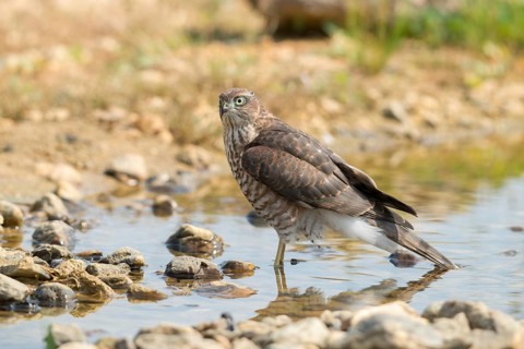 Accipiter Nisus, Accipitriformes, Sparrowhawk, Sparrowhawk, Bath, Bird Bath, Birds, Falconiformes,