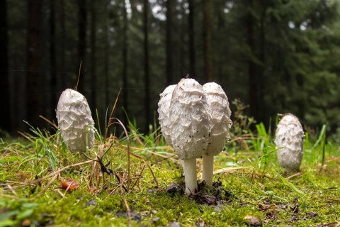 Agaricales, Coprinus Comatus, Coprinus Ovatus, Coprinus Porcellanus, Egg Tinting, Lawyer's Wig,