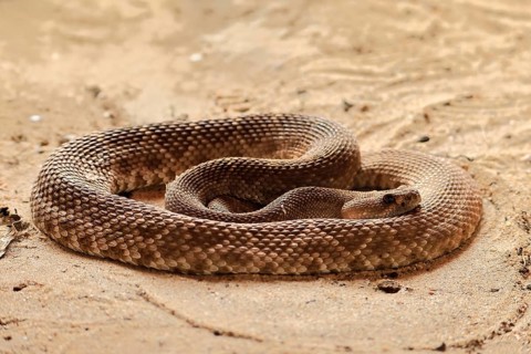 Red diamond rattlesnake (Crotalus ruber), adult, on ground, warming up, sunbathing, alert,