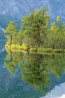 The tree-covered floating island in Lake Almsee bathed in the early morning light. Austria