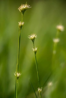 Cyperaceae, Rhynchospora Alba, Sour Grass, White Beak, White Beak Ried, Flora, High Size, Portrait,