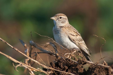 Calandrella brachydactyla, short-toed lark, birds, Bulgaria, larks, passeri, songbirds, songbirds,