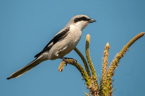 Brandenburg, Germany, Great Grey Shrike, Lanius Excubitor, national natural heritage, natural