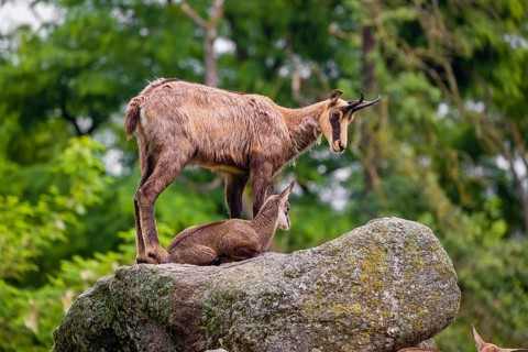 An adult female chamois (Rupicapra rupicapra) and her cub stand on a rock. A green forest is in the