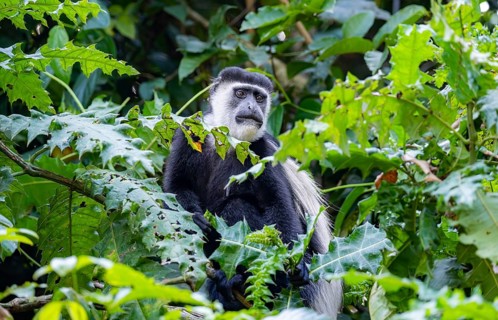 West African guereza or mantelaffe (Colobus guereza occidentalis) in dense vegetation, Bigodi,