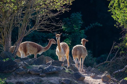 Three vicunas (Lama vicugna) stand on rocky terrain under a tree in a backlit scene