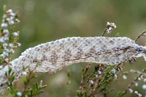 European adder, European viper, venomous snake, vipera berus, critters, poisonous, skin, molting,