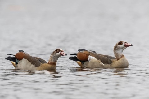 Egyptian geese (Alopochen aegyptiacus), swimming, Emsland, Lower Saxony, Germany