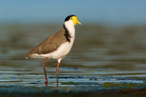 Masked Lapwing (Vanellus miles) foraging, Victoria, Australia