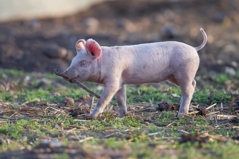Domestic pig (Sus scrofa domesticus) juvenile baby piglet farm animal playing with a stick in a