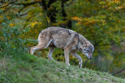 One submissive eurasian gray wolf (Canis lupus lupus) walking down a hill on green grass with a