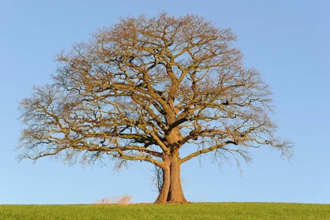 Oak (Quercus), a bare, gnarled solitary tree in the morning light, blue sky, North