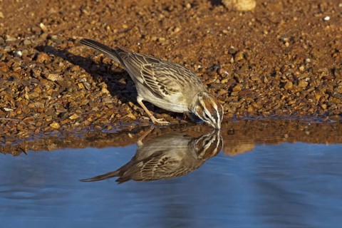 Lark Sparrow Chondestes grammacus Amado, Santa Cruz County, Arizona, United States 16 April Adult