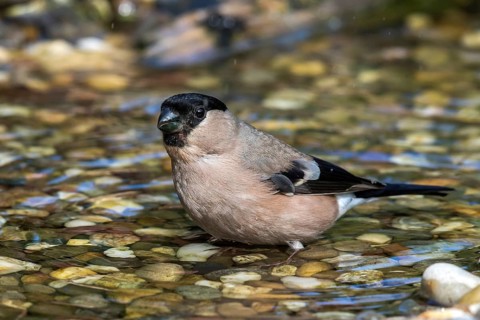 Eurasian Bullfinch (Pyrrhula pyrrhula) female in a little stream, Mecklenburg-Western Pomerania,