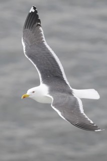 Lesser Black-backed Gull (Larus fuscus) flying, Texel, Netherlands